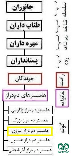 طبقه بندی گونه همستر دم‌ دراز البرزی